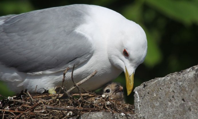 Птица альбинос Альбатрос