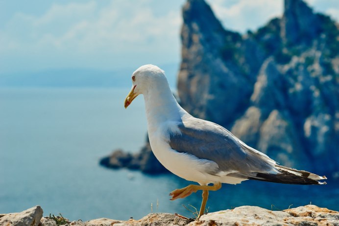 Чайка плачет