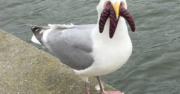 Домашняя Чайка