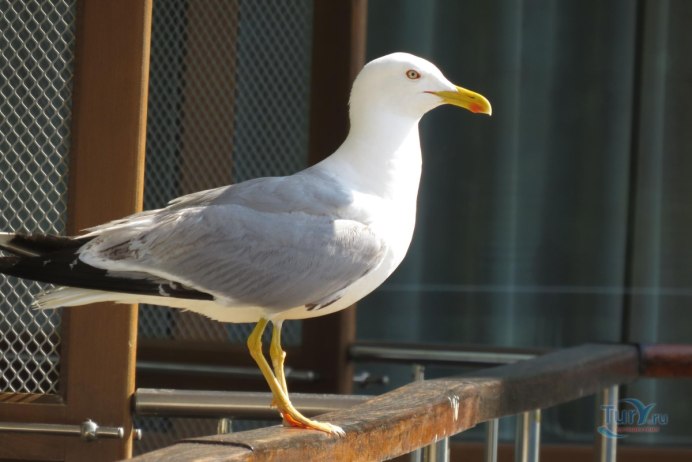 Чайка Баклан Альбатрос