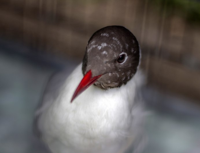 Городские Чайки