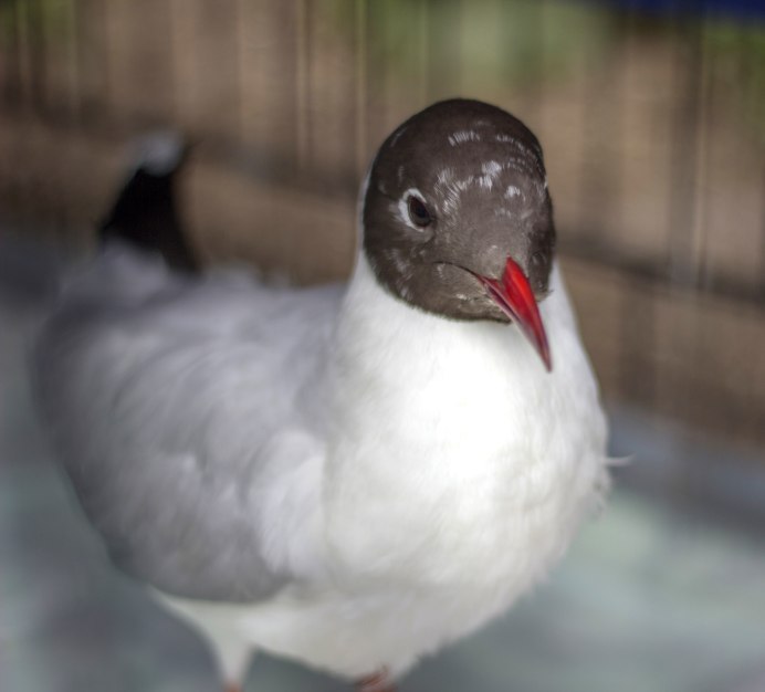 Морская Чайка молодая