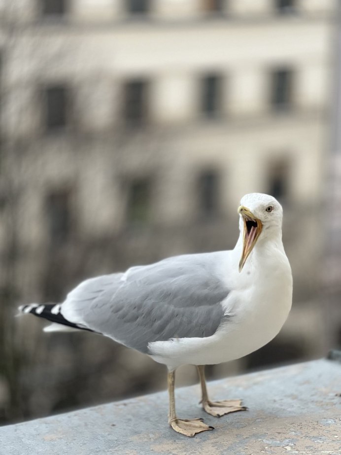 Чайки в домашних условиях