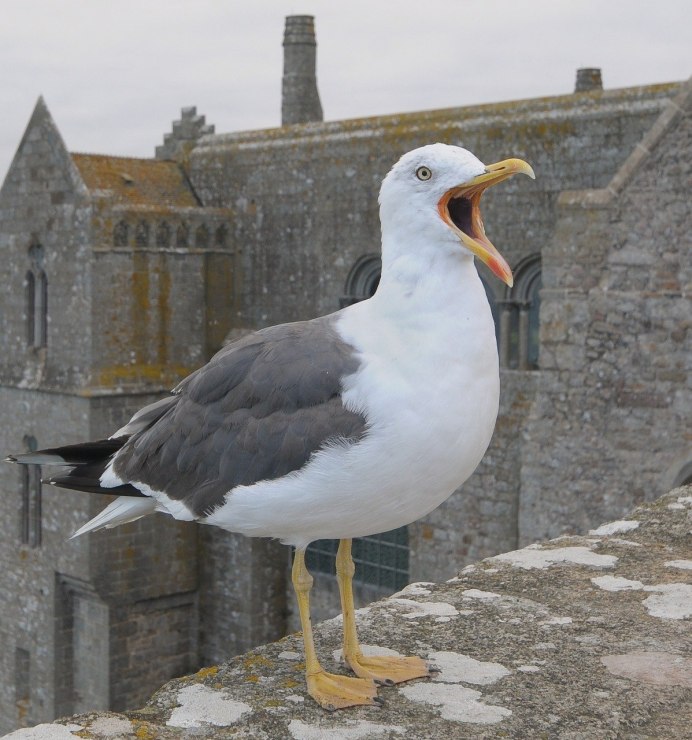 Seagul ID