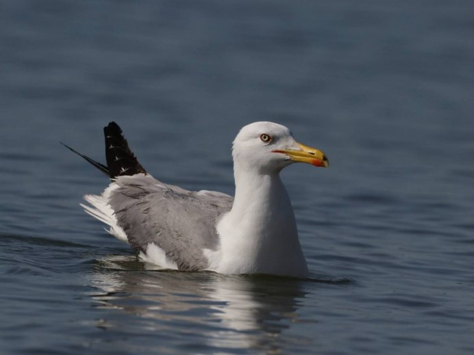 Крупные Чайки