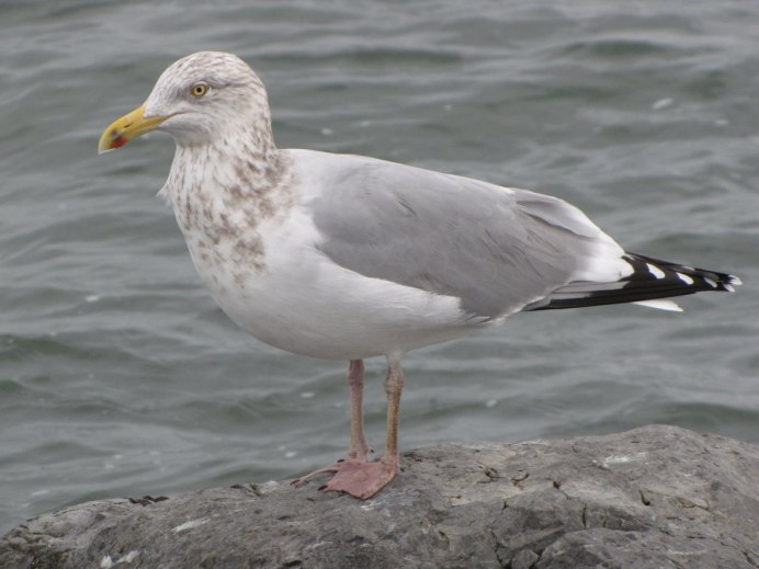 Морская птица с синим клювом