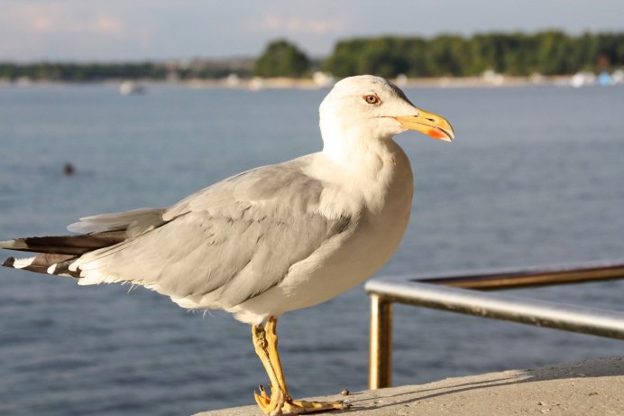 Серебристая Чайка Larus argentatus