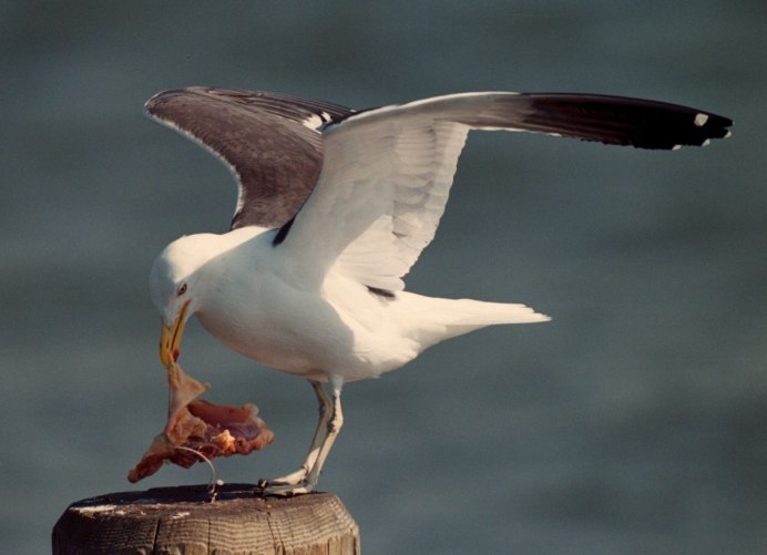 Большая белая Чайка