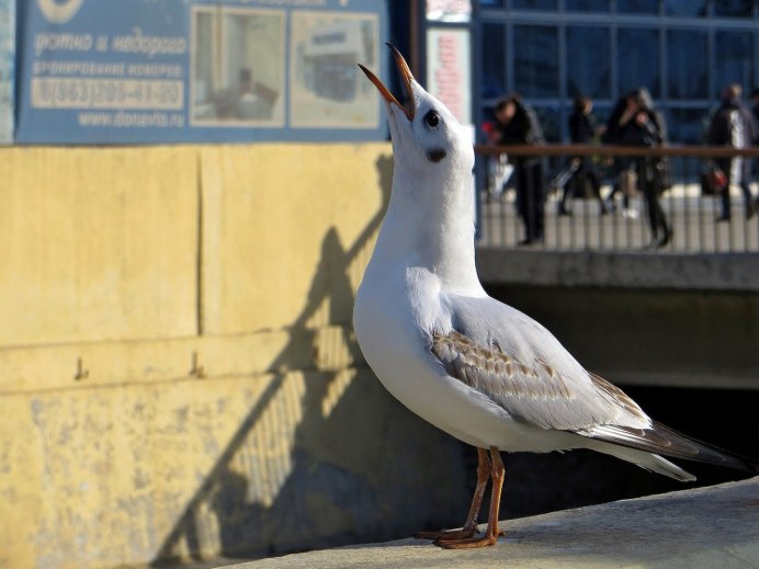 Белая Чайка