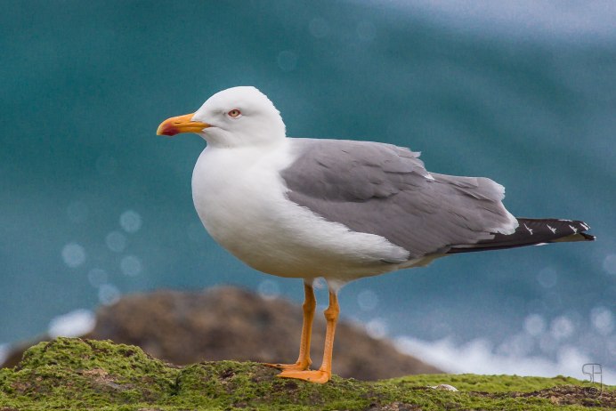 Городские Чайки