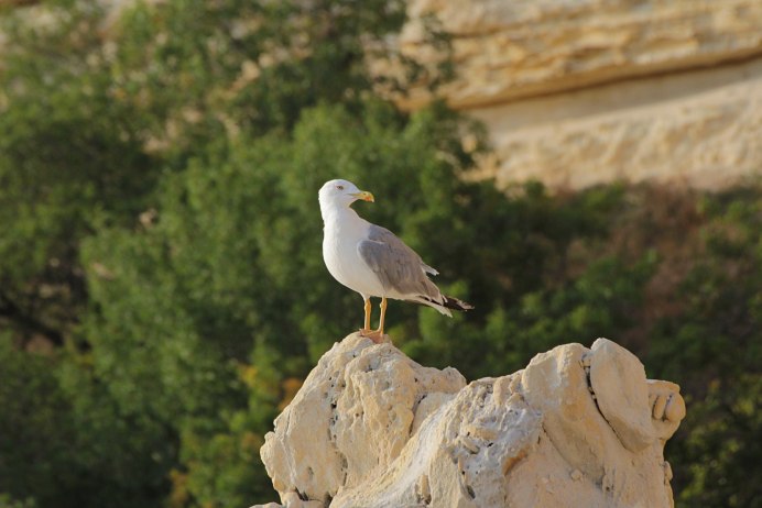 Чайки птицы Подмосковья