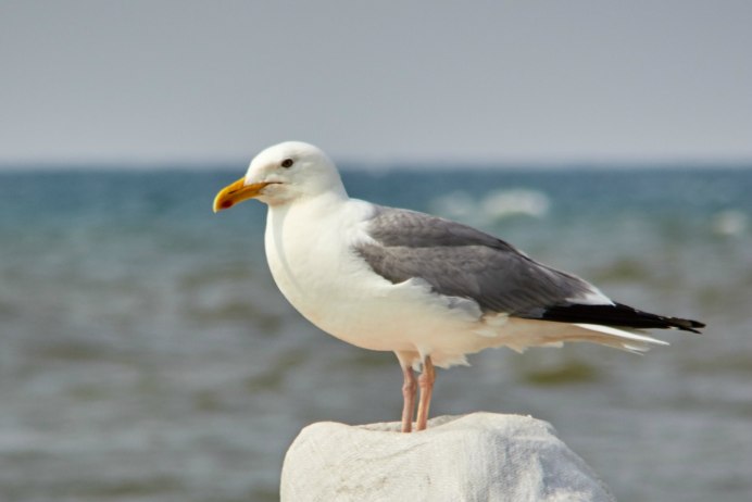 Чайка на окне