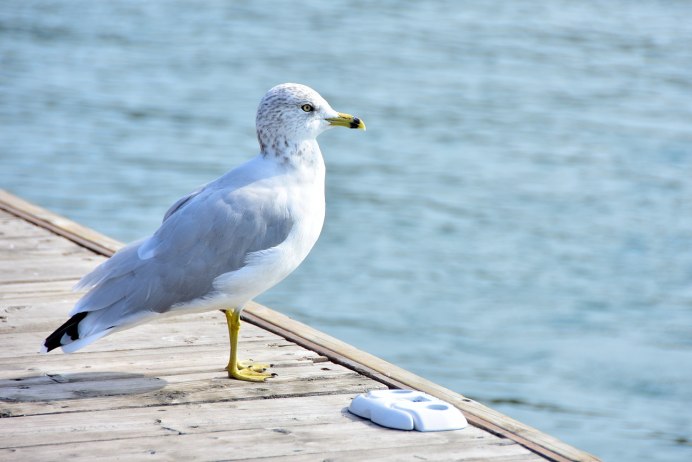 Чайка птица серая
