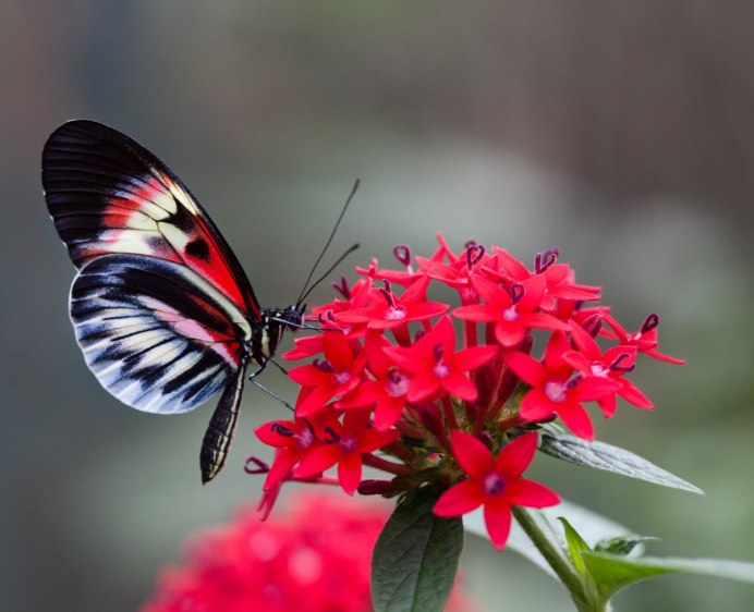 Cymothoe Sangaris
