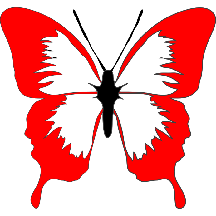 Anartia Amathea