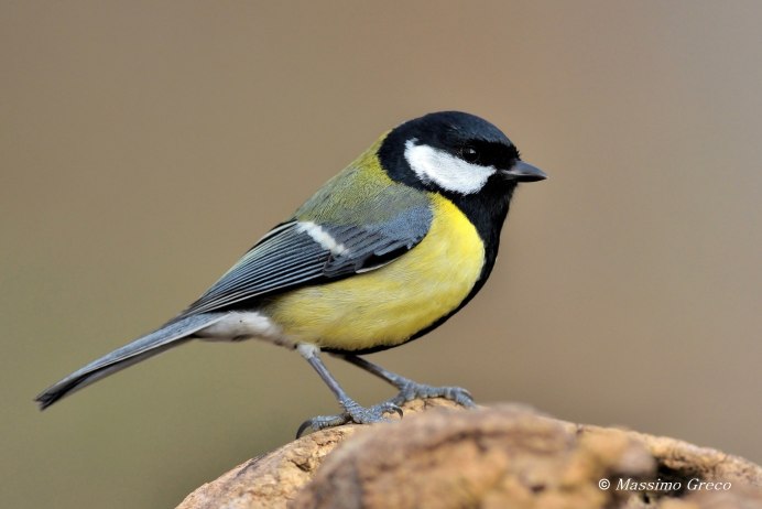 Chickadee птичка