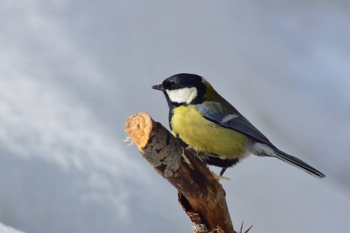 Parus Major Linnaeus, 1758
