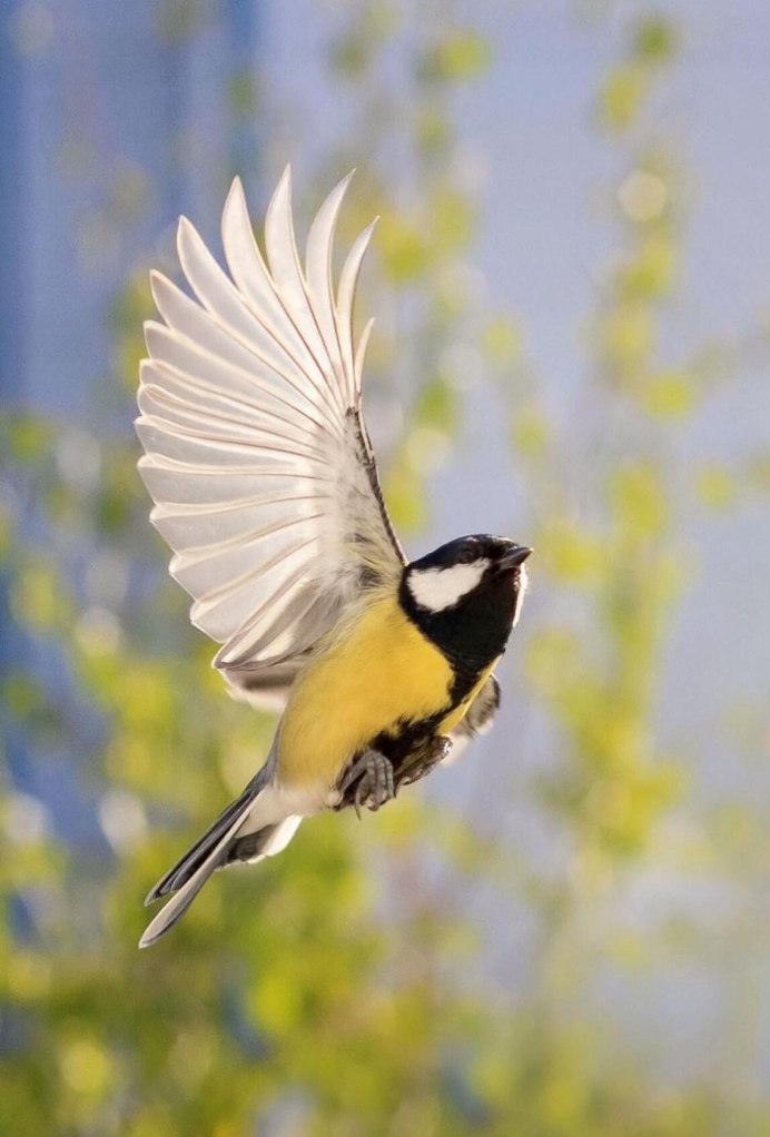 Синица Parus Major