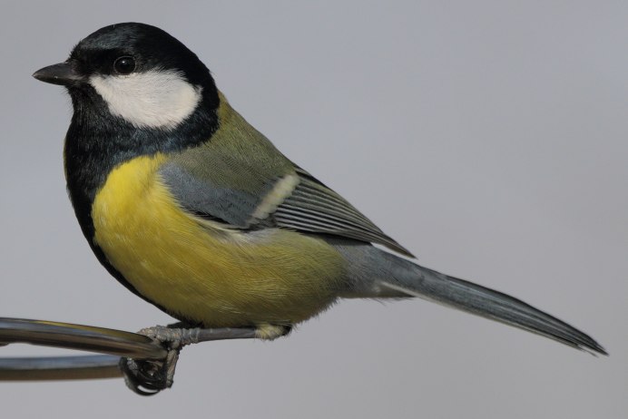 Большая синица Parus Major
