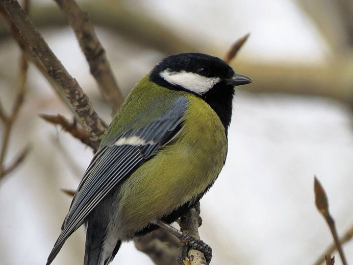 Parus Major Linnaeus, 1758