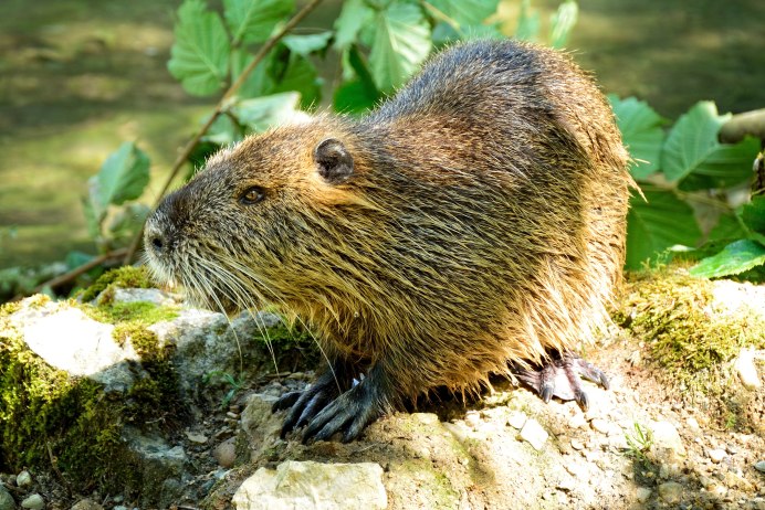 Myocastor coypus нутрия