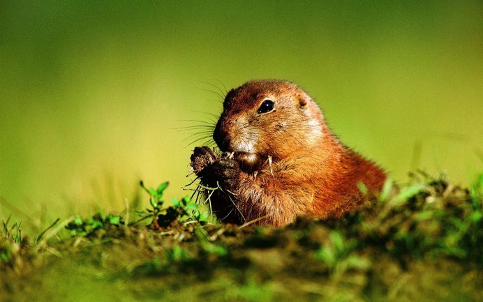 Канадский Бобр (Castor canadensis)
