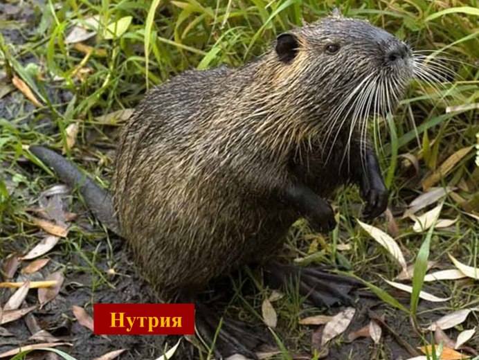 Болотный Бобр