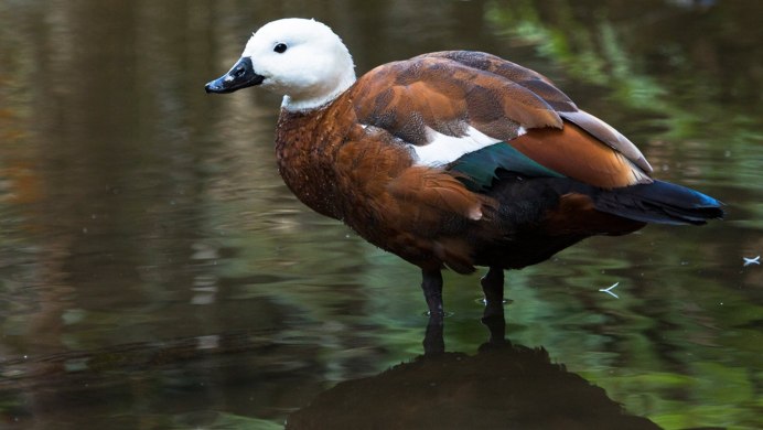 10 Ducks