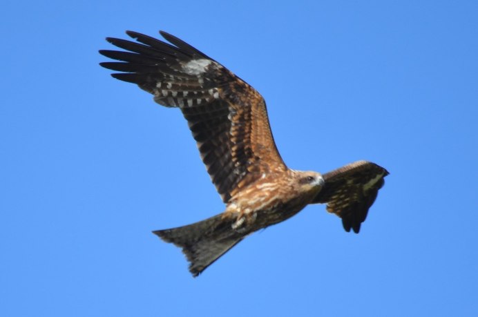 Коршуны в Чувашии