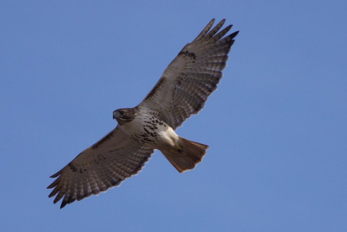 Лунь канюк тетеревятник