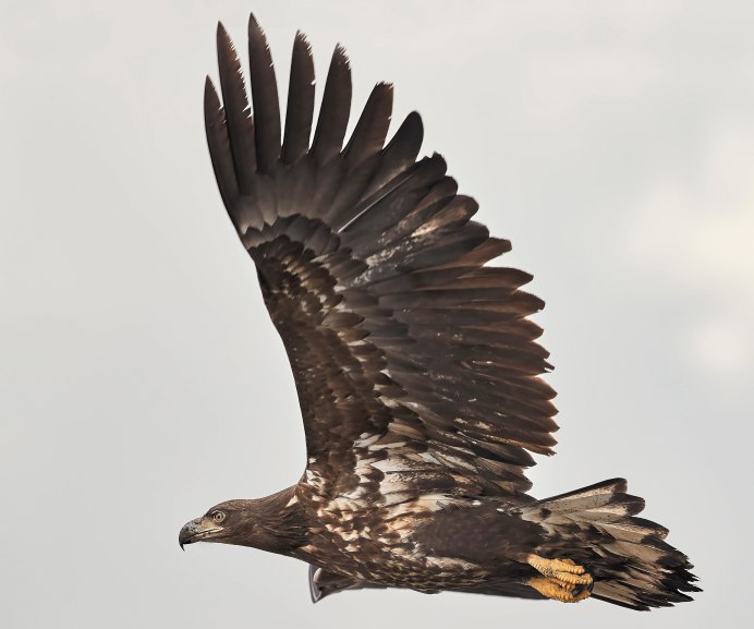 Красный Коршун Milvus Milvus