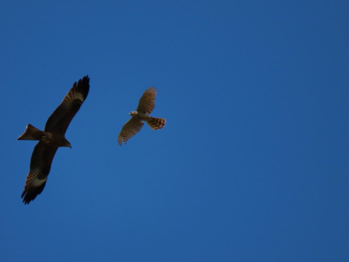 Хищные птицы ястреб Коршун