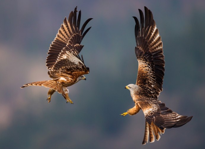 Коршун пикирует