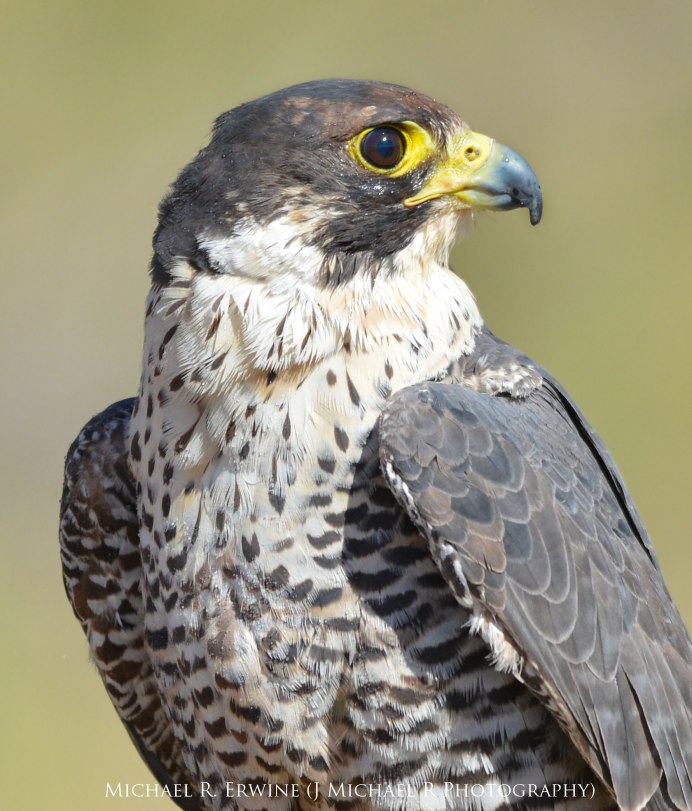 Беркут ястреб Коршун