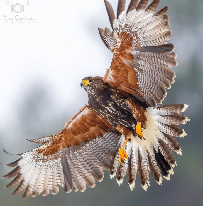 Ястреб пикет