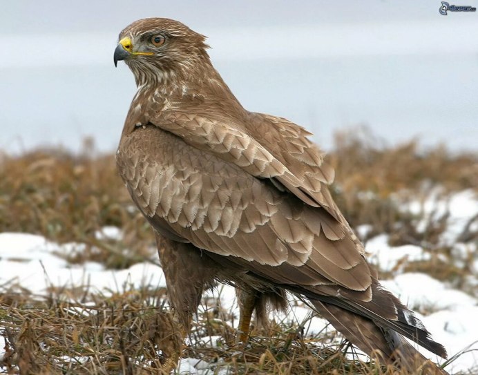 Фото орла с выщипанным хвостом