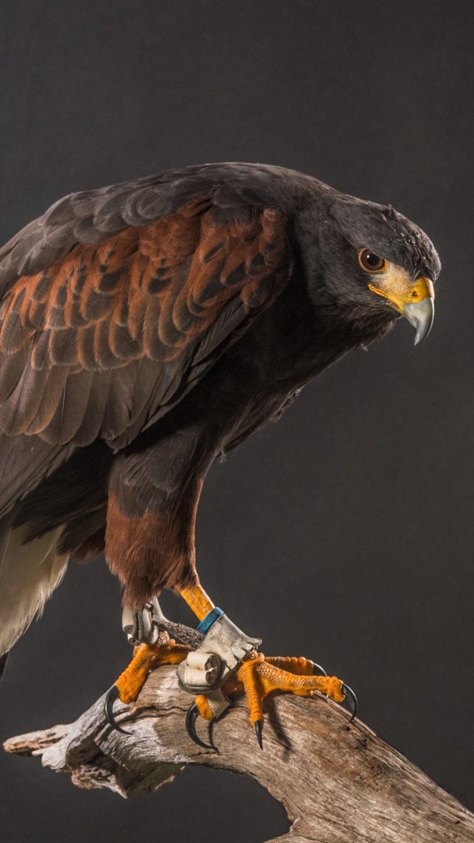 Чёрный Коршун