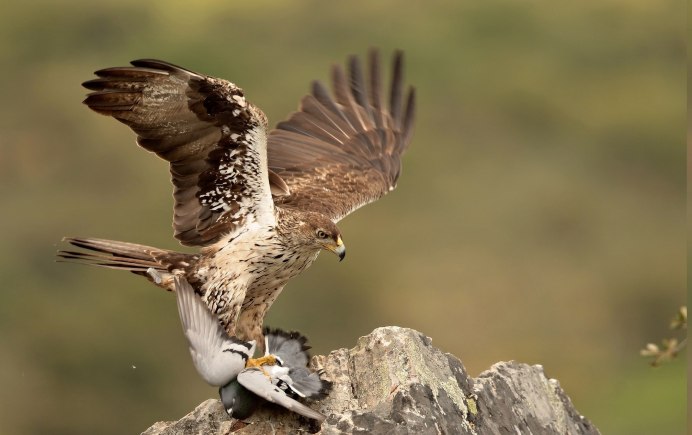 Коршун размах крыльев
