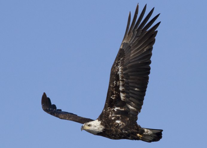 Ястреб канюк Орел Коршун