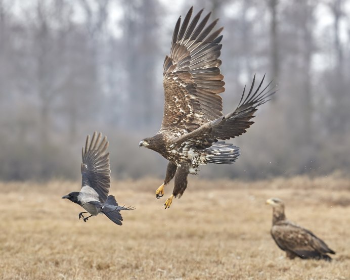 Сокол ястреб Коршун