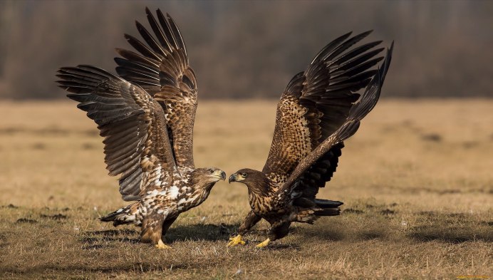Чёрный Коршун вид снизу