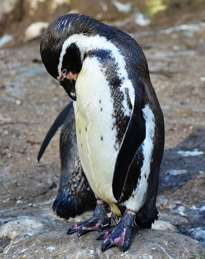 Пингвин Tux