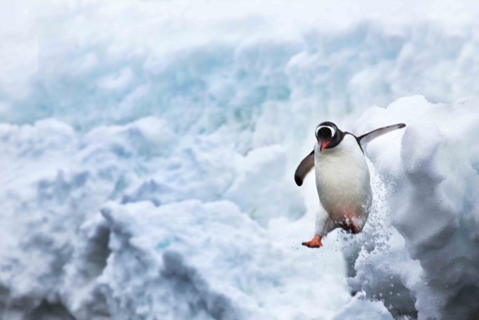 Adélie Penguin