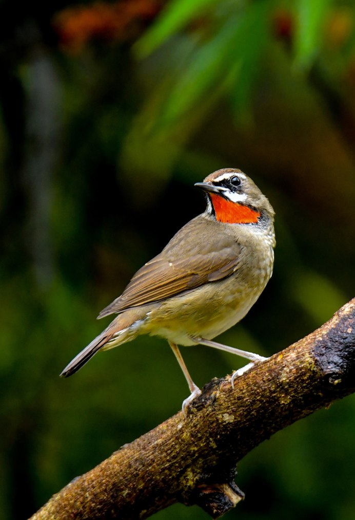 Пение соловья 5 букв сканворд
