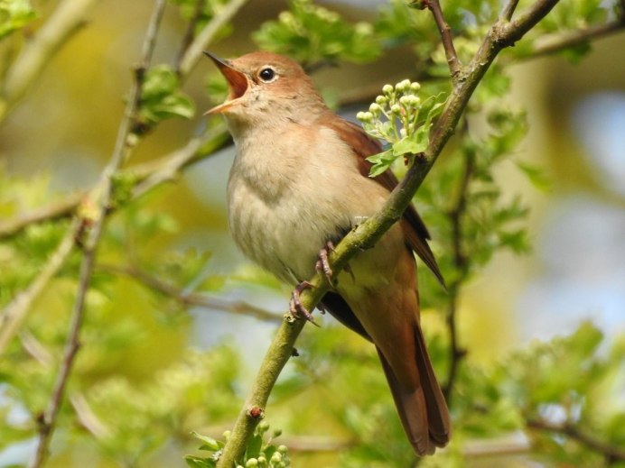 Красивый Соловей
