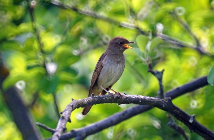 Чиж и Соловей картинки