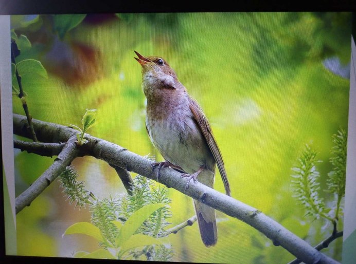 Обыкновенный Соловей Luscinia Luscinia