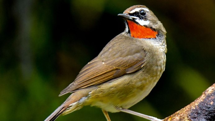 Певчие птицы Соловей