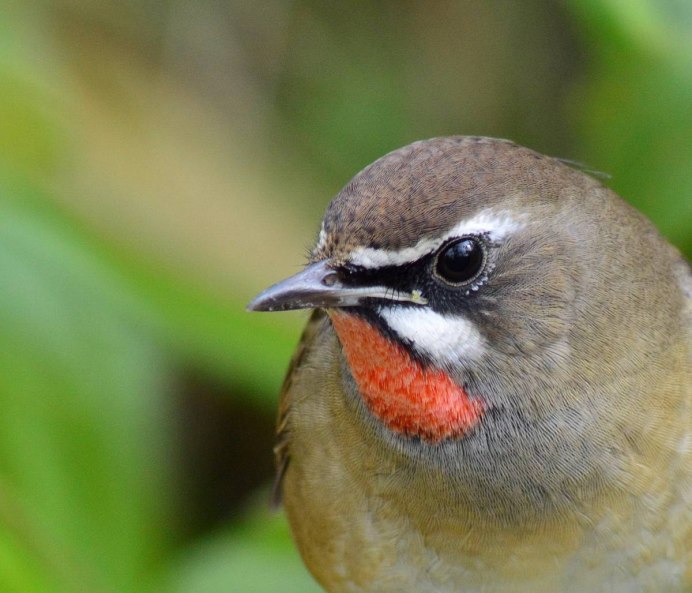 Соловей варакушка самка