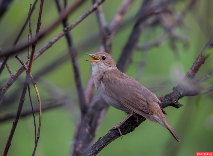 Дрозд крапивник